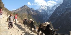 Разрешение на трекинг в Непале можно оформить онлайн